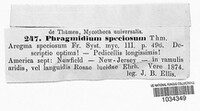 Phragmidium speciosum image
